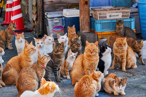 Unknown Facts, Aoshima Cat island in Japan, ବିଲେଇ ଦ୍ବୀପ, ଜାପନର ଆଶୋମିଆ ବିଲେଇ ଦ୍ବୀପ, ଅଜଣା କଥା