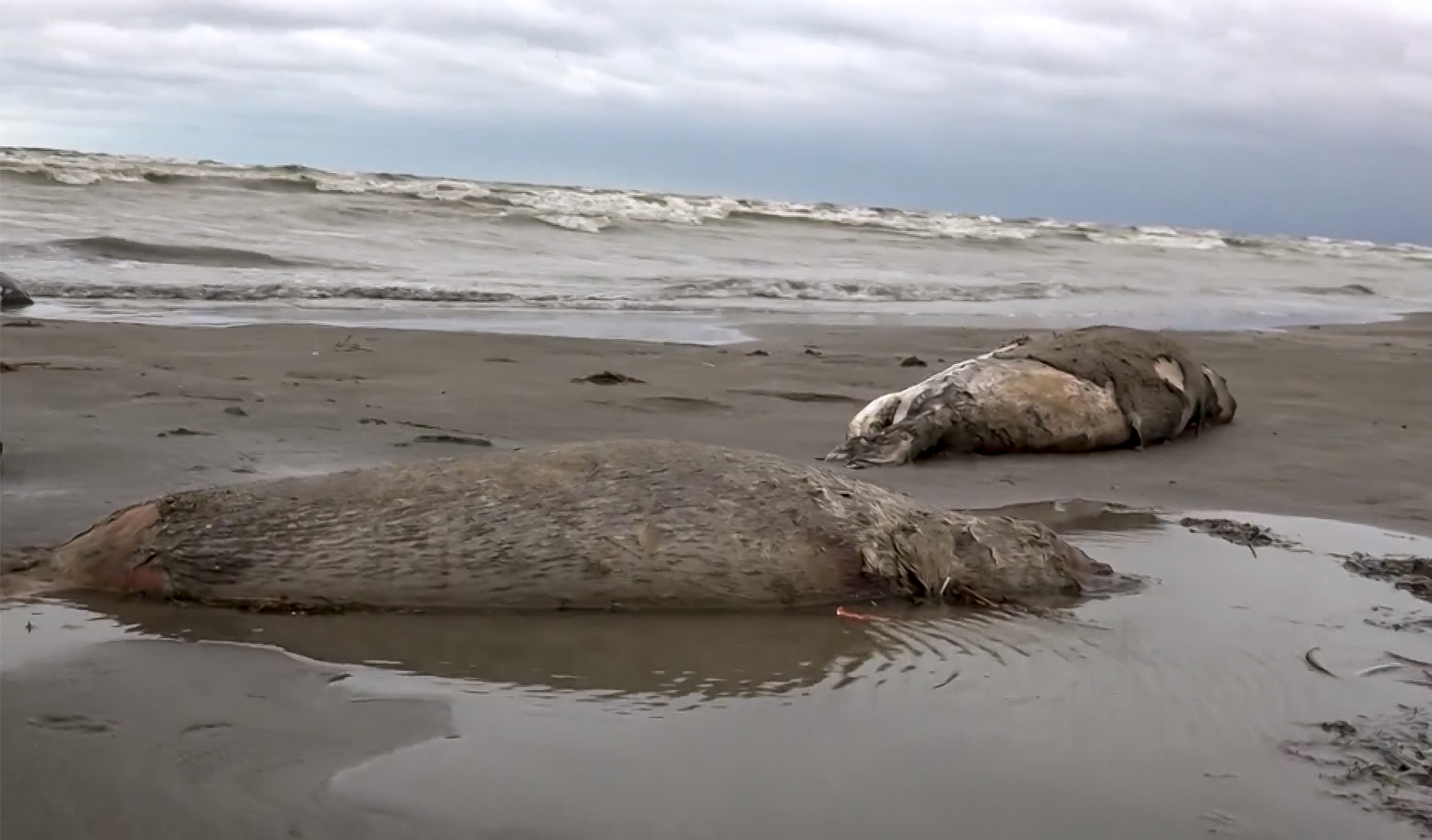 1700 Dead Seals Found in Caspian Coast Russia