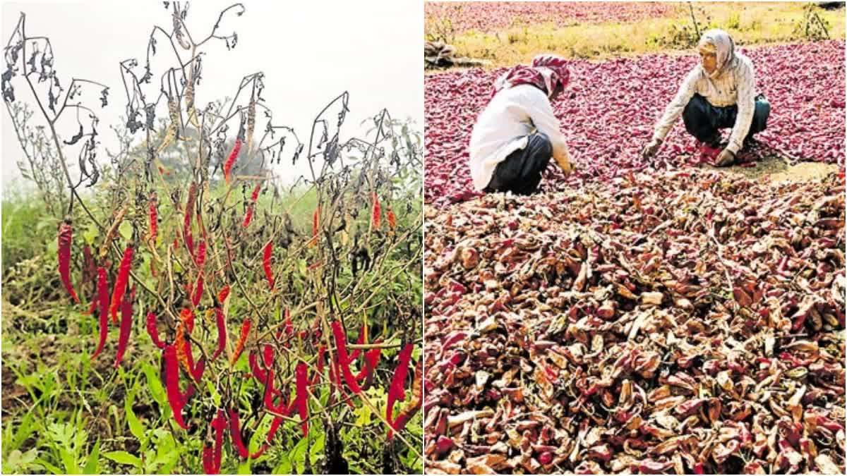 Huge Losses to Mirchi Farmers