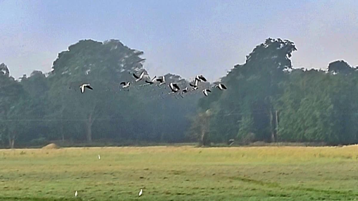 WETLAND BIRD CENSUS AT KAZIRANGA NATIONAL PARK