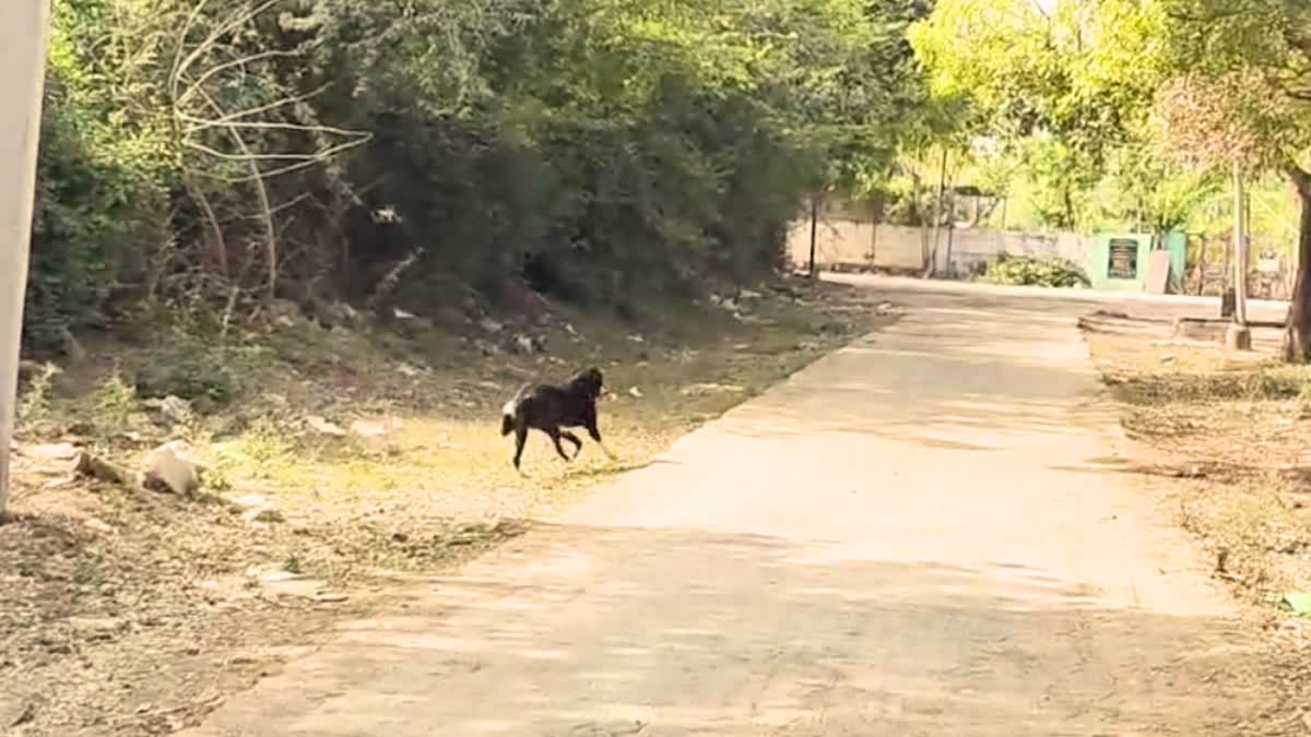 Street dog seen with dead body of newborn