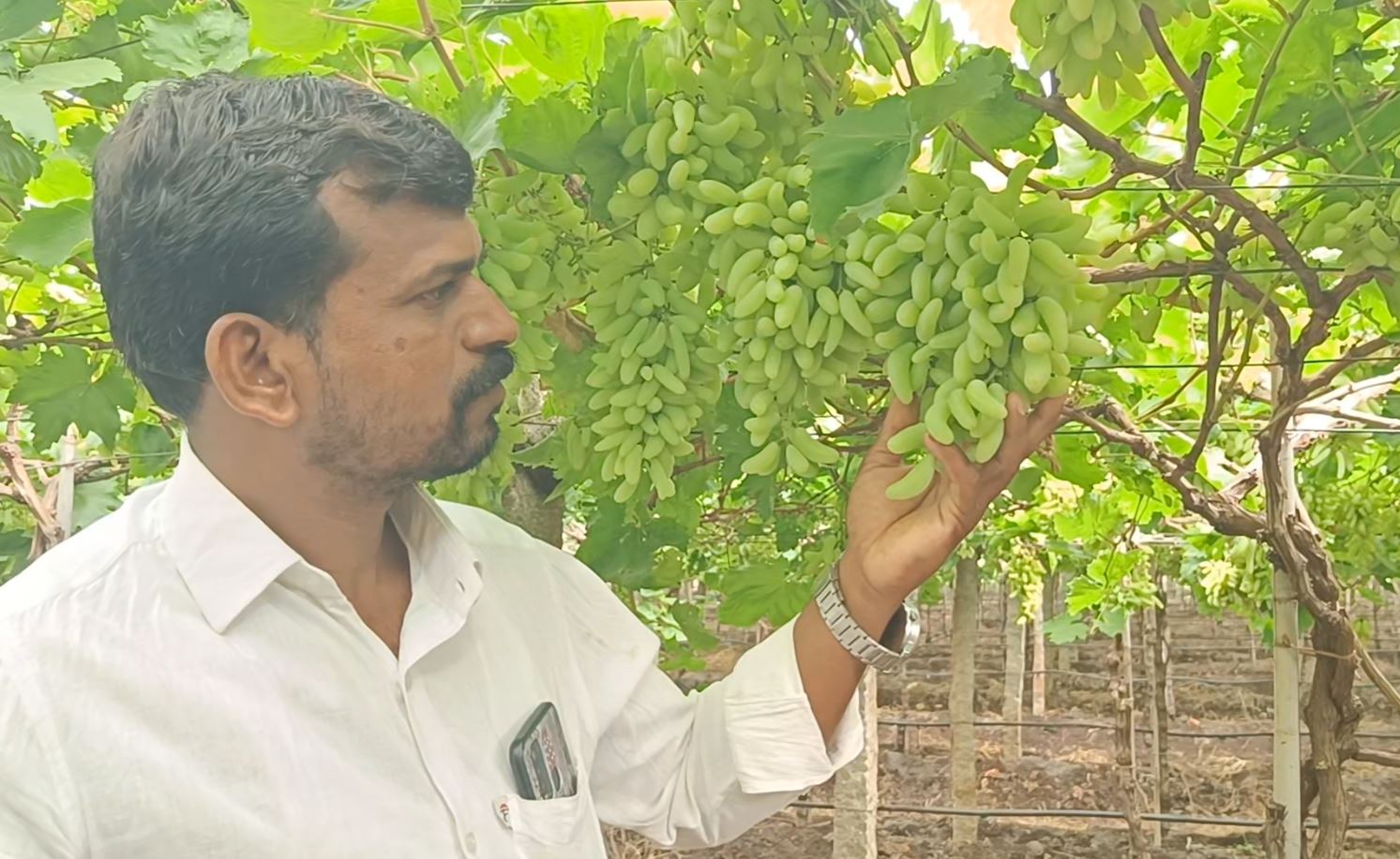 ಮೂರು ಇಂಚಿನ ದ್ರಾಕ್ಷಿ