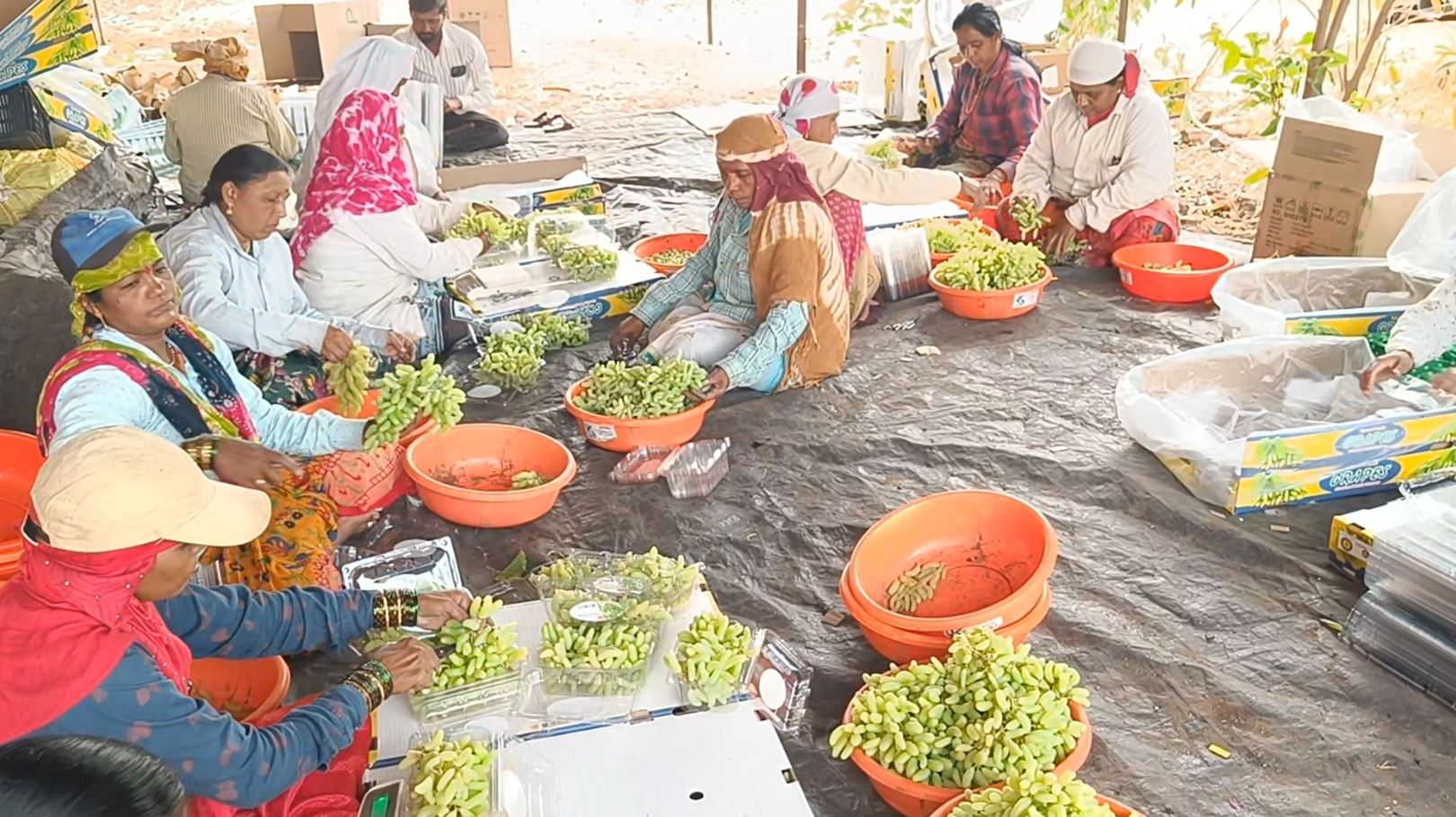 ಮೂರು ಇಂಚಿನ ದ್ರಾಕ್ಷಿ