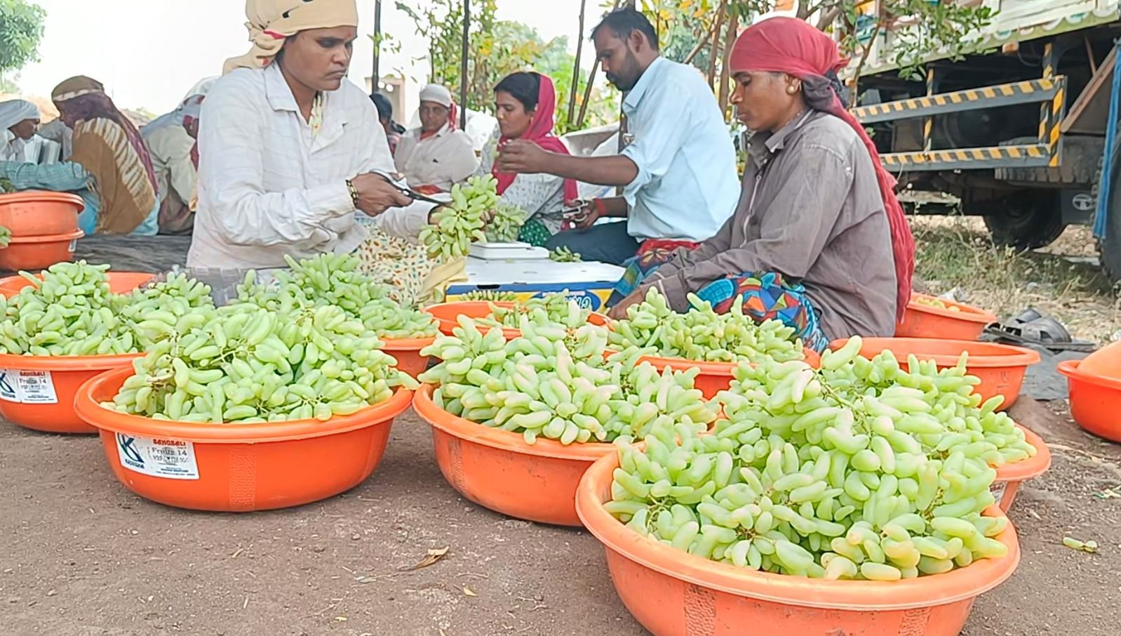 ಮೂರು ಇಂಚಿನ ದ್ರಾಕ್ಷಿ