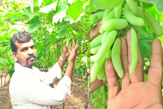 ಮೂರು ಇಂಚಿನ ಉದ್ದನೆ ದ್ರಾಕ್ಷಿ