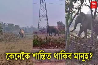 elephant menace at samaguri