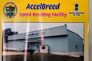 Etv Bharatpau-unveils-speed-breeding-research-facility-accelbreed