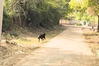 Street dog seen with dead body of newborn