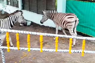 African Zebra couple reached in Indore Zoo
