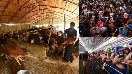 Sannidhanam cattle farm  Sabarimala Sannidhanam  സന്നിധാനത്തെ ഗോശാല  മകരമാസ പൂജ