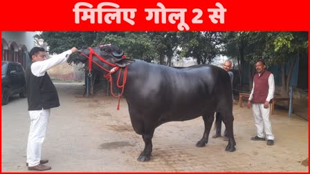 meet buffalo golu-2