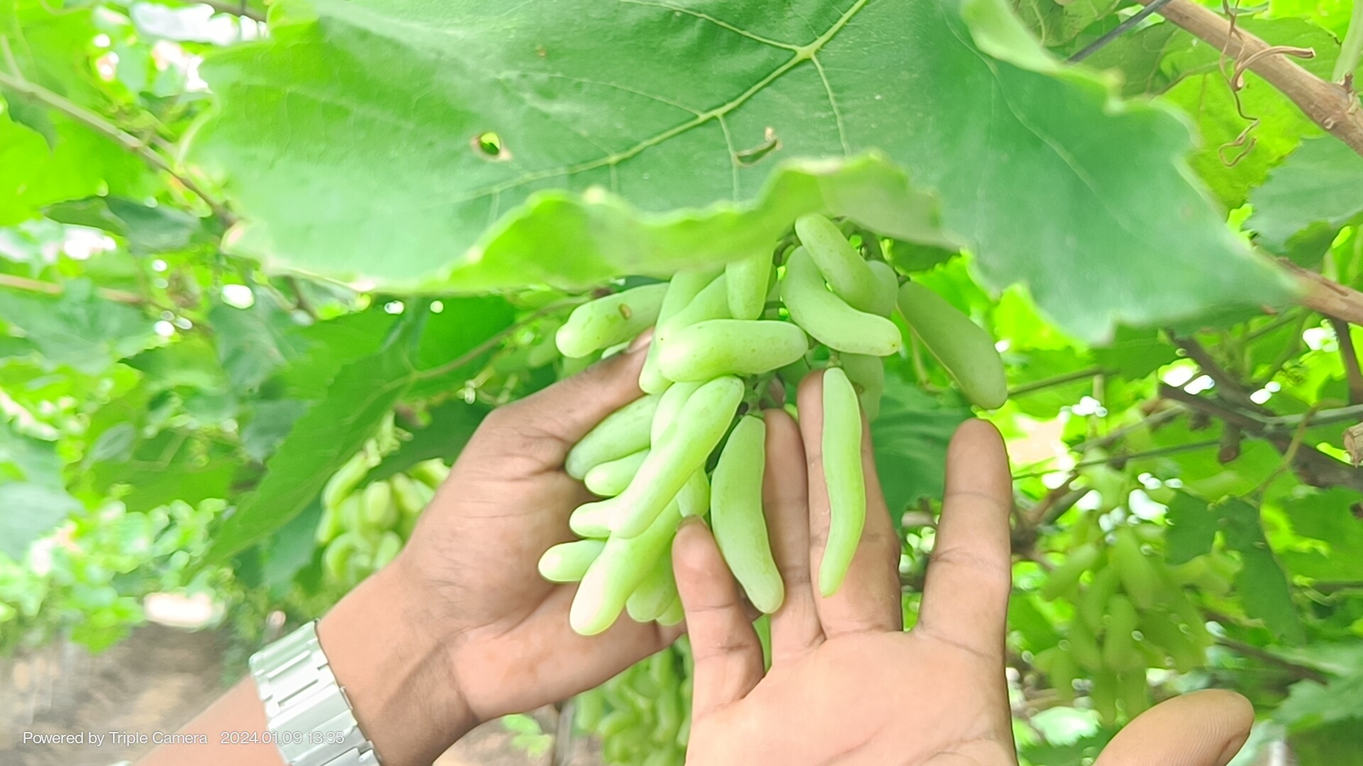 Grapes Cultivation In Karnataka