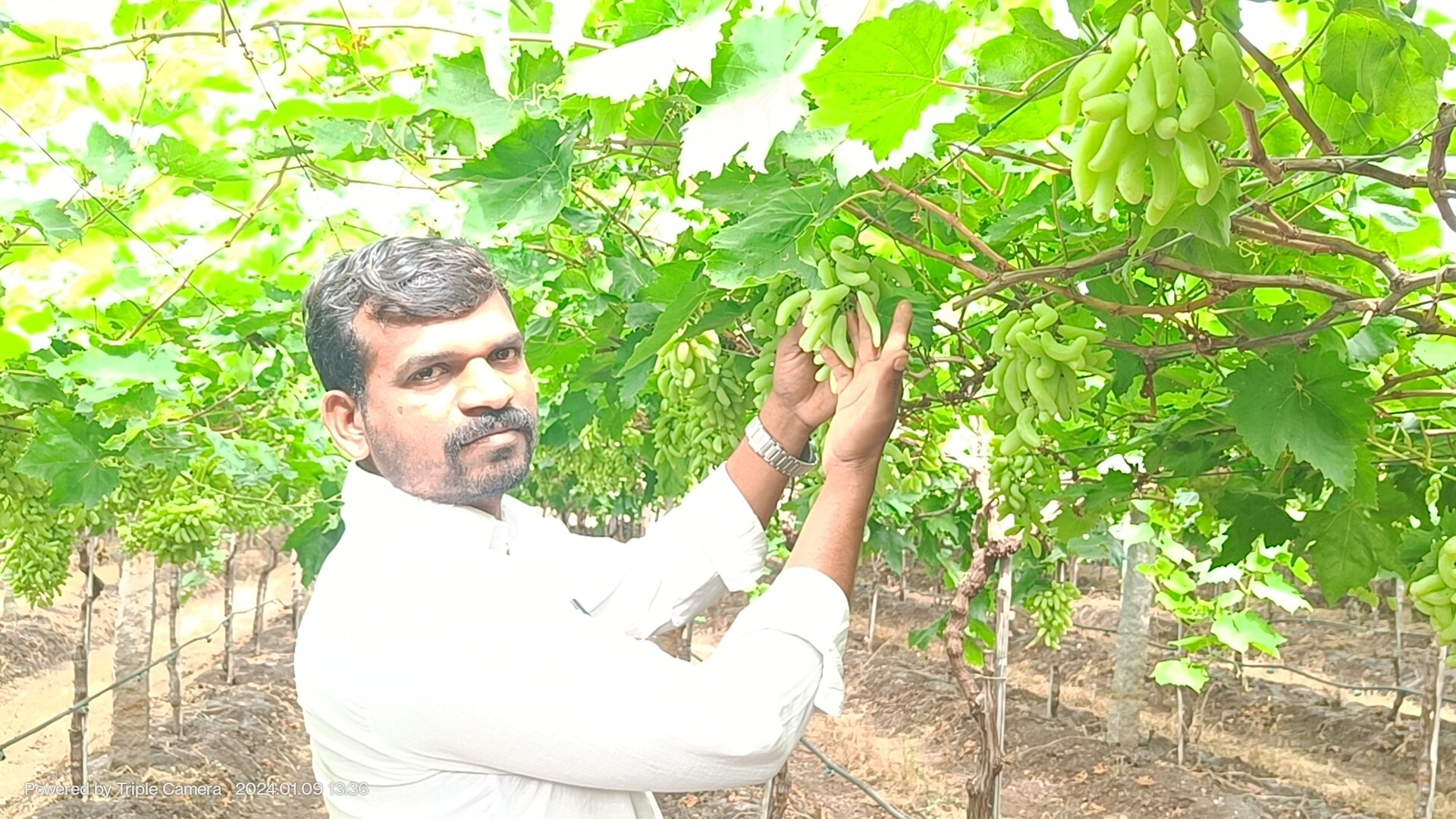 Grapes Cultivation In Karnataka