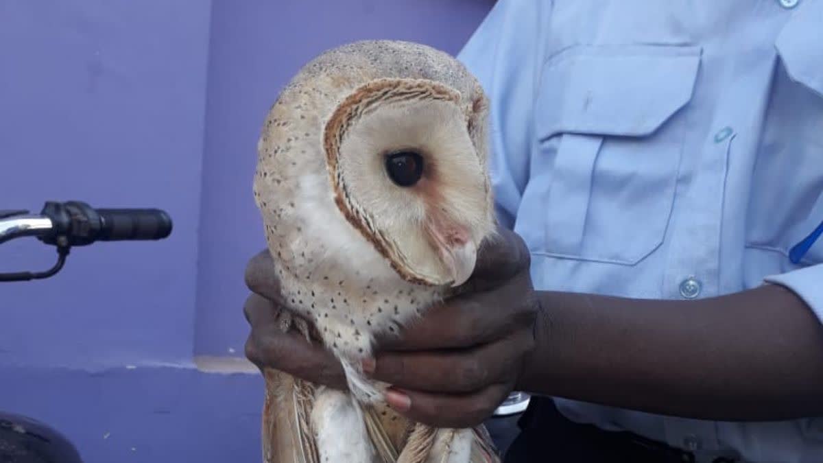 Barn Owl in bastar