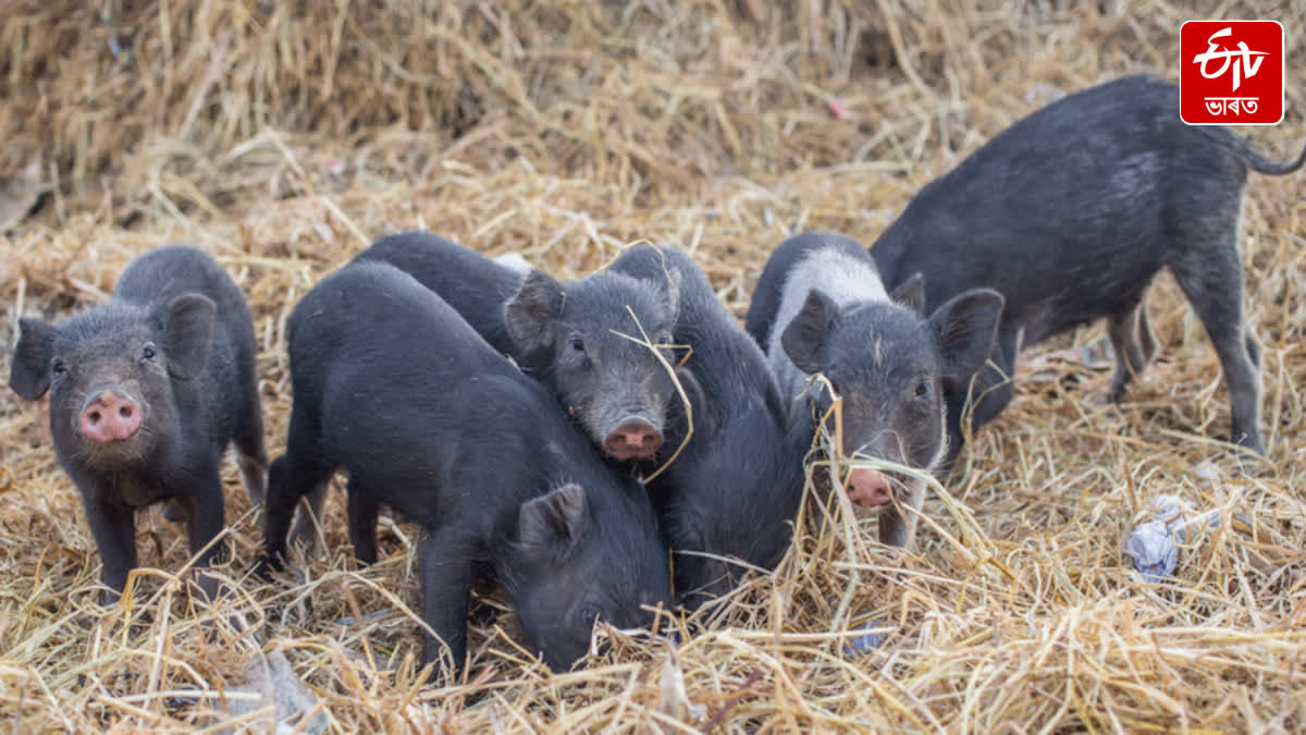 Himanta Biswa Sarma no ban on pig slaughter in Guwahati GMC order to be withdrawn