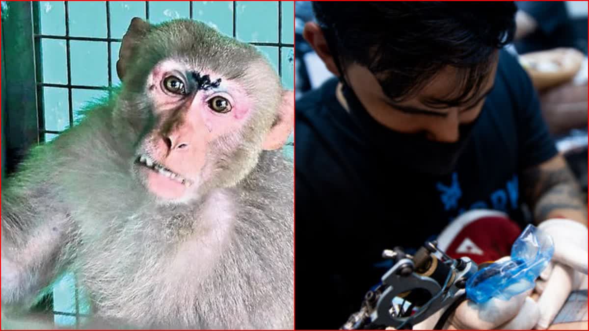 Tattoos on Monkeys Fore Head After Sterilization