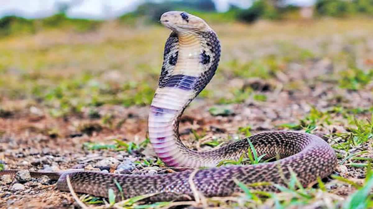 Many Snake Catching Societies Available In Hyderabad