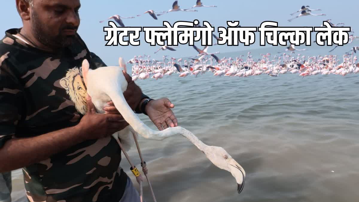 Greater Flamingos of Chilika lake