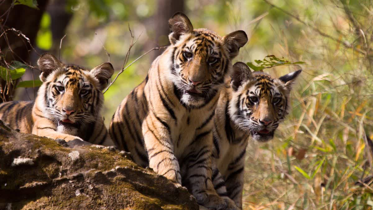 MOHAN YADAV ON TIGER