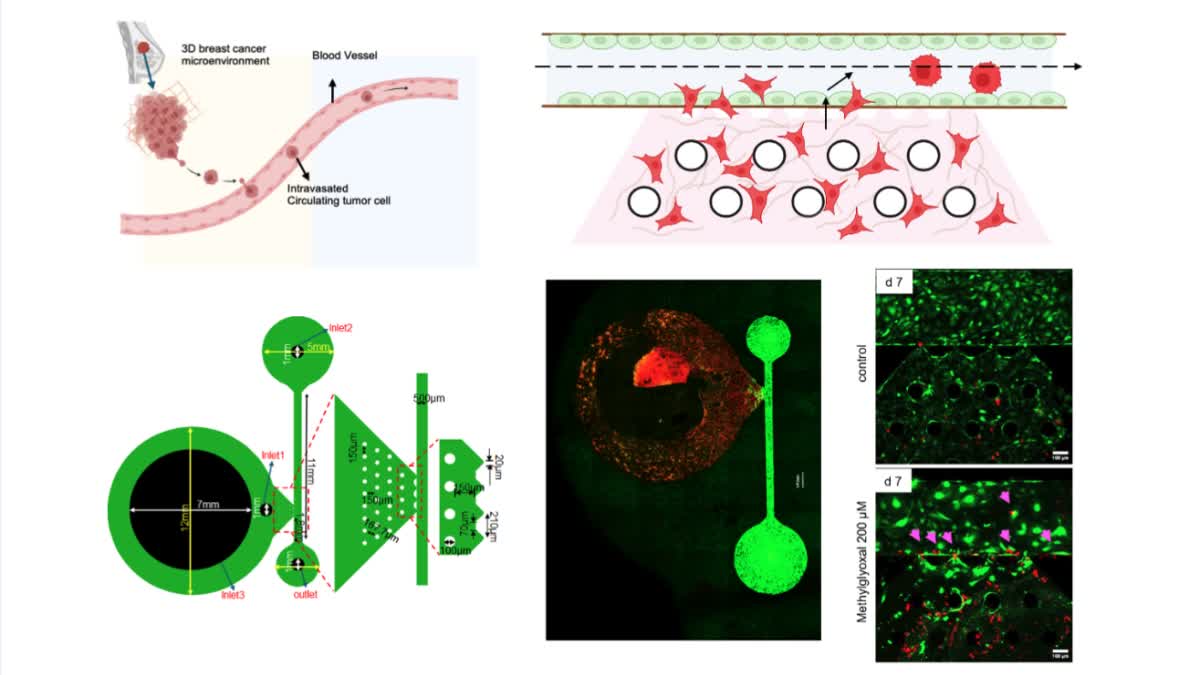 BREAKTHROUGH IISC RESEARCH  IISc banglore  organ on chip  Prof Ramray Bhat