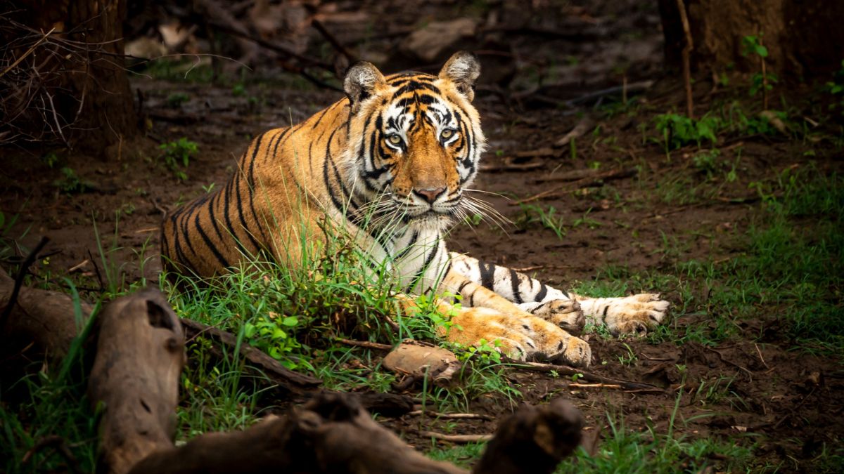 TIGERS ROAM BHOPAL STREETS AT NIGHT