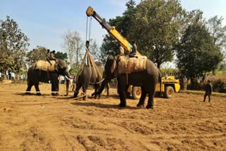 wild-elephant-captured-by-forest-department-staff-in-belagavi