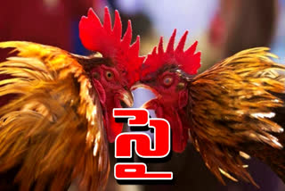 Cockfights Competition in AP