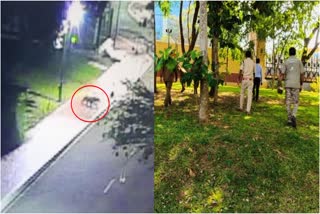 LEOPARD SPOTTED IN INFOSYS CAMPUS