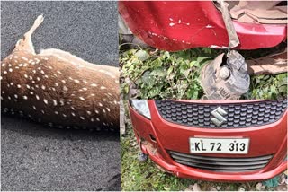 Deer crossing the road died after being hit by a car