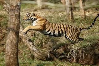 Panna Tiger Reserve