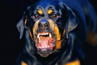 Bengaluru: Father-Son Duo Brutally Bitten, Injured By Rottweiler; FIR Registered Against Dog Owner