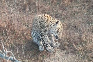 KATNI LEOPARD RESCUE