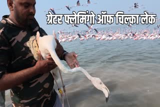 Greater Flamingos of Chilika lake