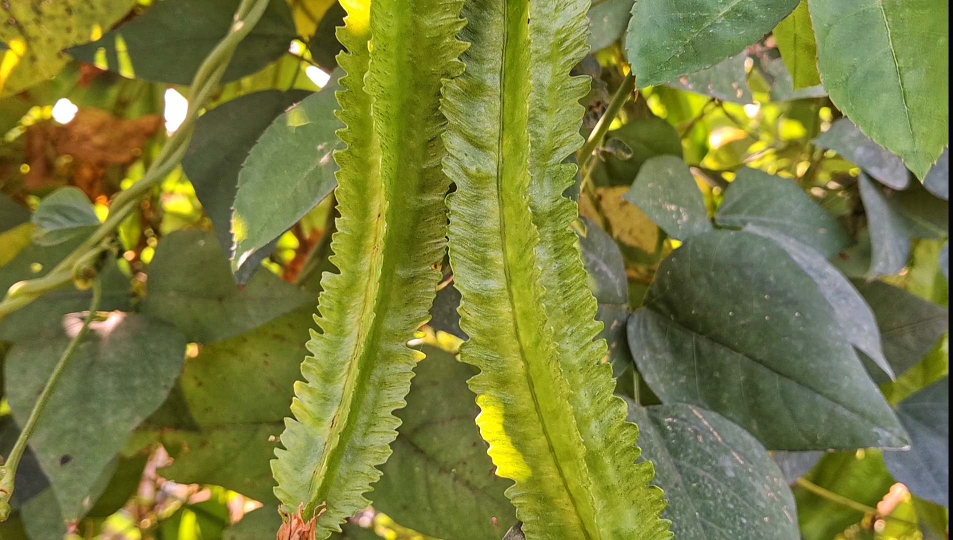 Rare Chaudhari Plant In Melghat