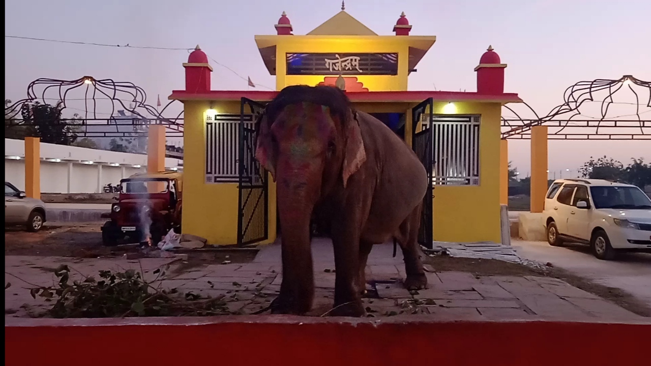 Vrindavan Baag elephant Lakshmi