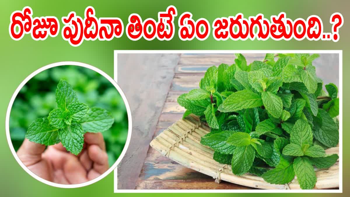 ​Mint Health Benefits