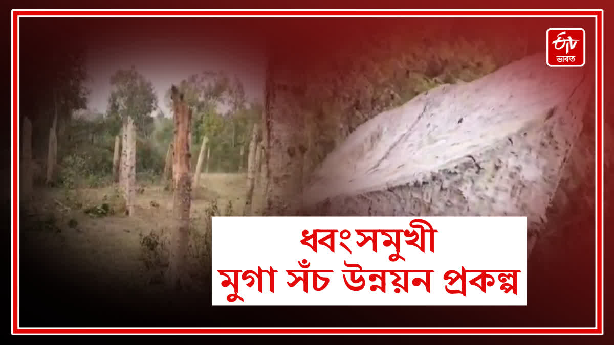 Amguri Muga mould development project is ruined