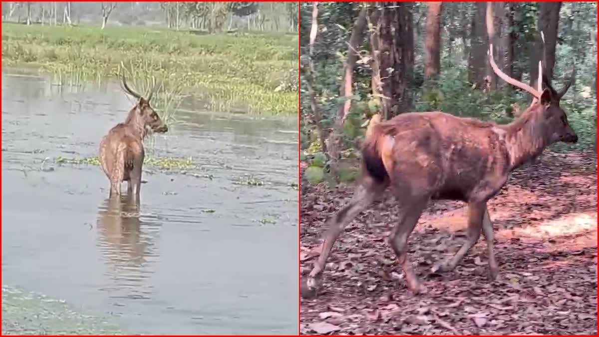 Sambhar stuck in river