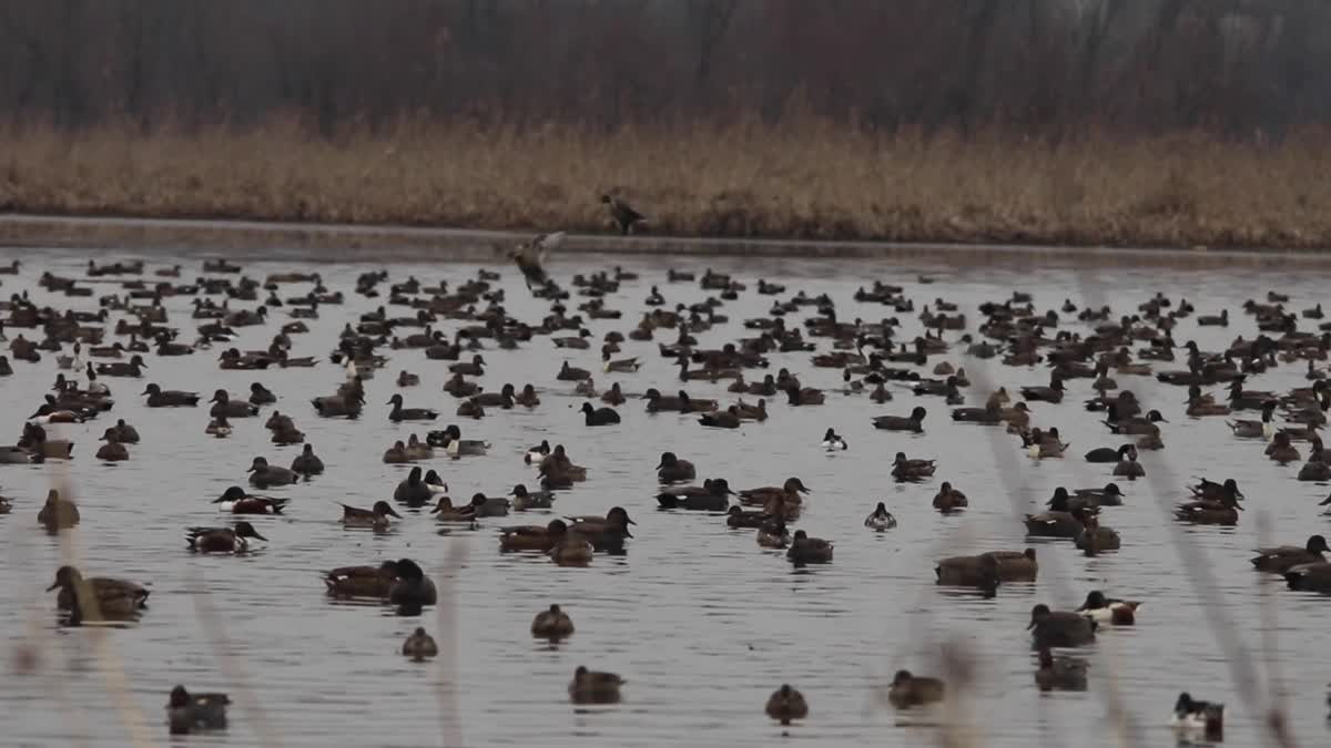 Migratory birds in a wetland in Kashmir