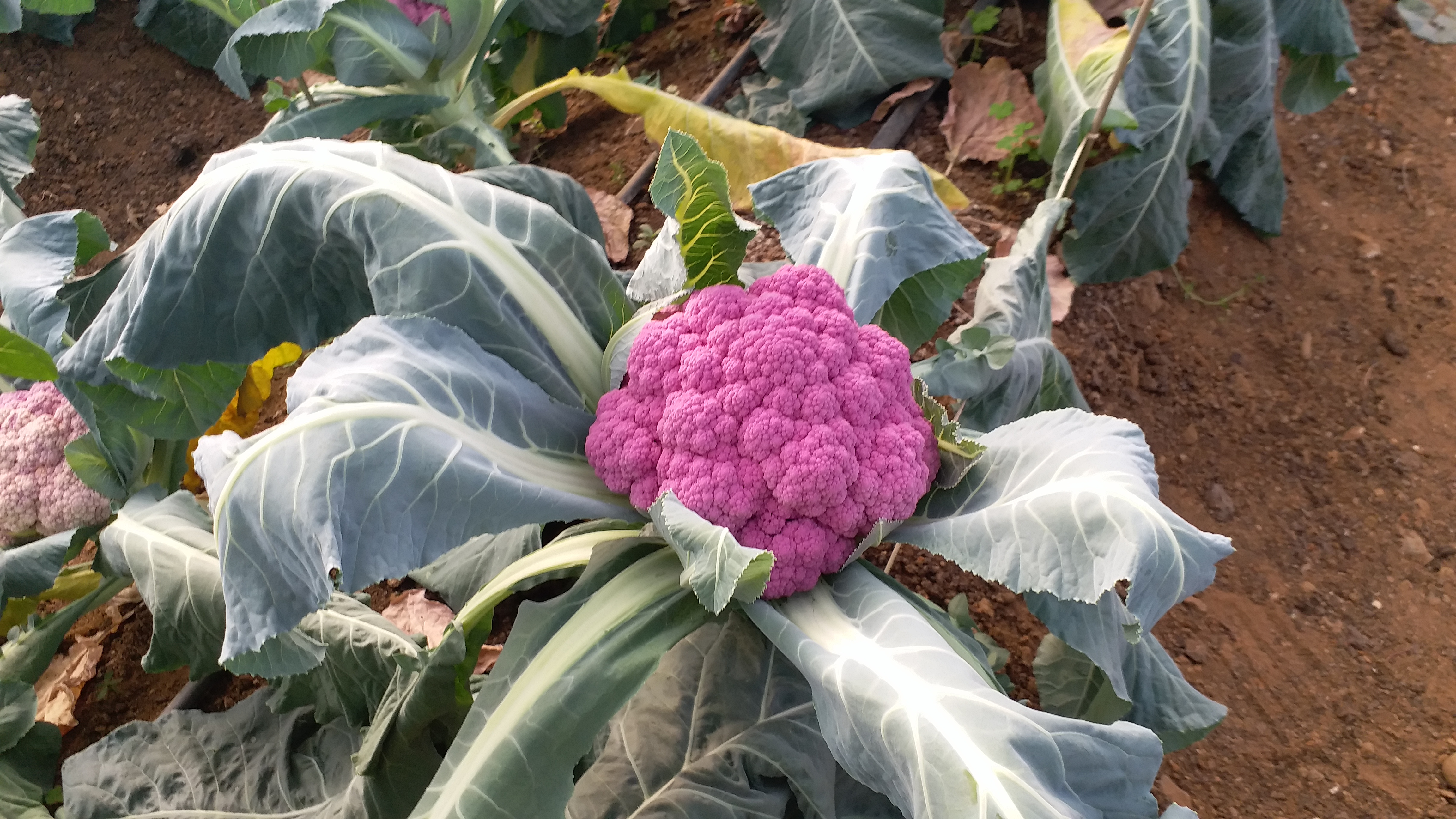 Colourful cauliflower health benefits