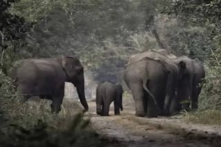 Elephant Attack In Kerala  Wayanad Elephant Attack  കാട്ടാന ആക്രമണം വയനാട്  റേഡിയോ കോളര്‍ അരിക്കൊമ്പന്‍  വയനാട് ആനയുടെ ആക്രമണത്തില്‍ മരണം