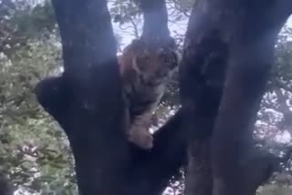 umaria tiger cub climbing tree