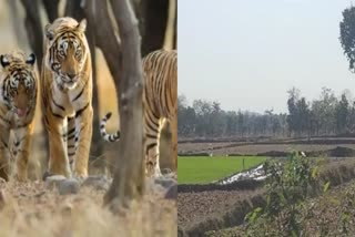 balaghat varasivani tigress entry