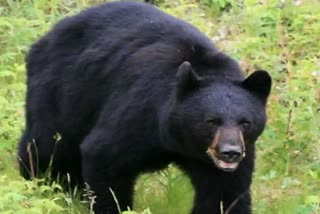 Bear seen at school