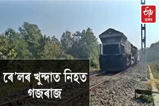 Wild elephant killed in train collision in Tripura