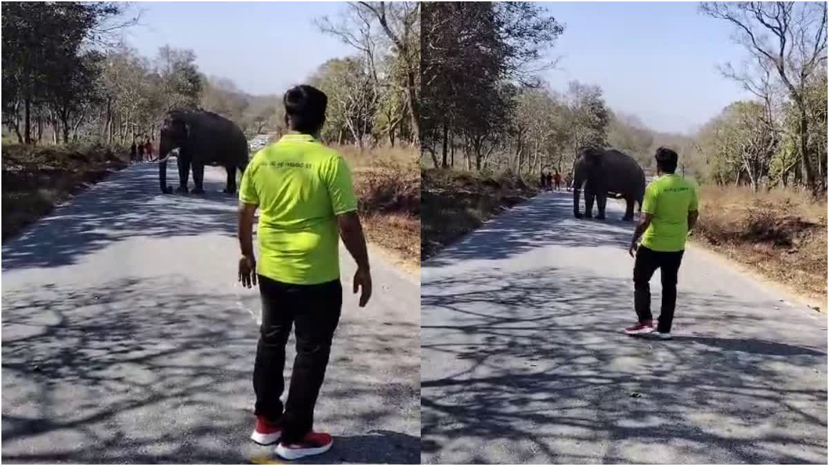 FINED FOR CLICKING PHOTO WITH WILD ELEPHANT IN BANDIPUR