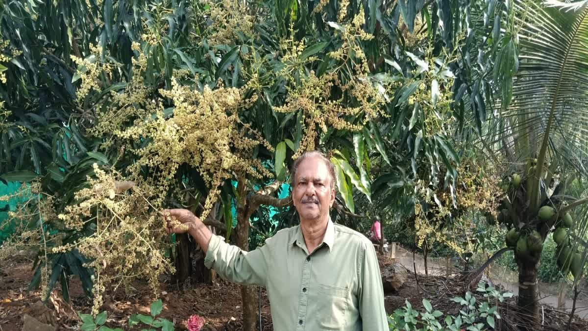 MANGO VARIETIES BY GRAFTING  MANGO CULTIVATION Kozhikode  KP Luckose Mango Farming  കെപി ലൂക്കോസ് മാവ് കൃഷി കോഴിക്കോട്