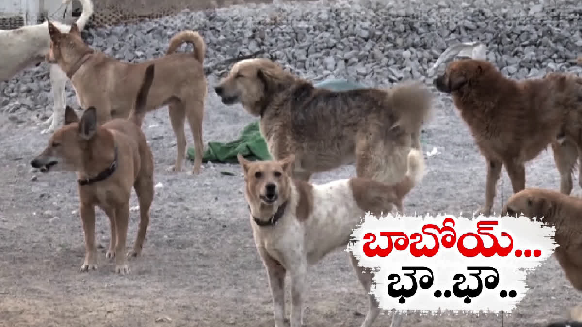 Sixty Dog Bites in Every Hour in India