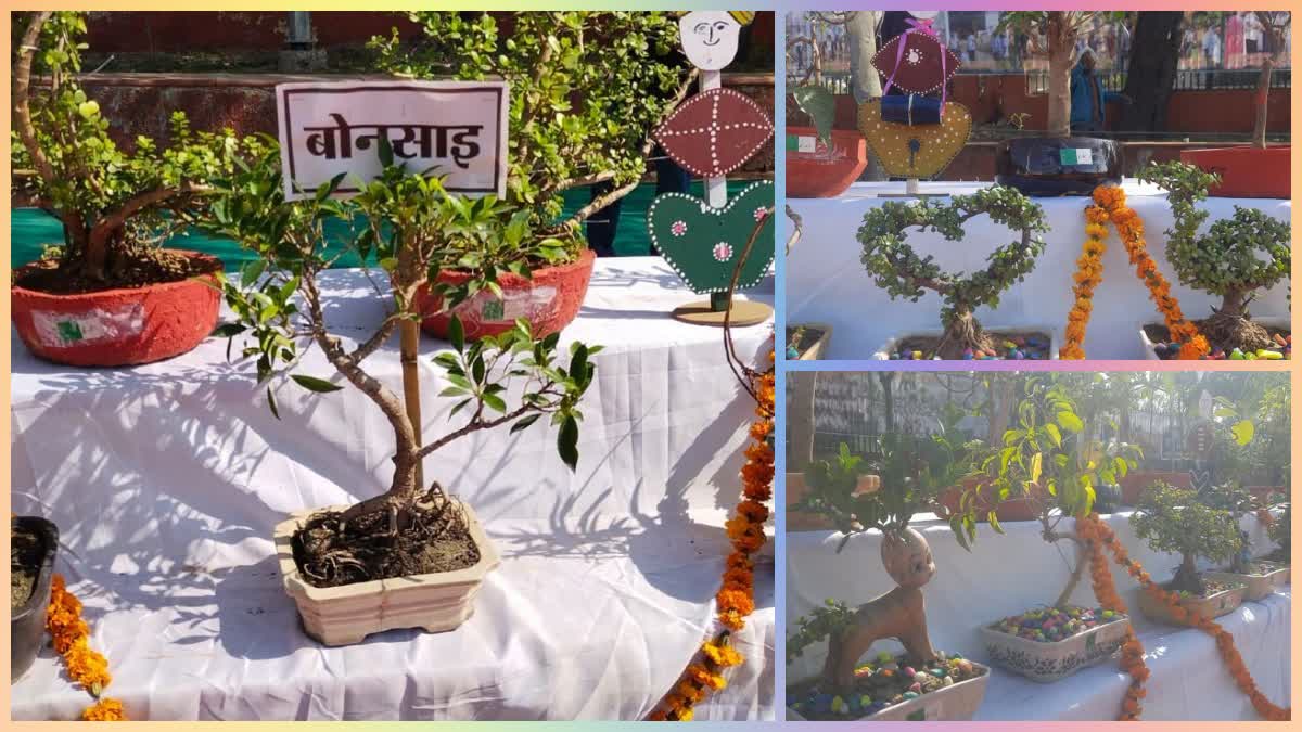 Bonsai Plants exhibition