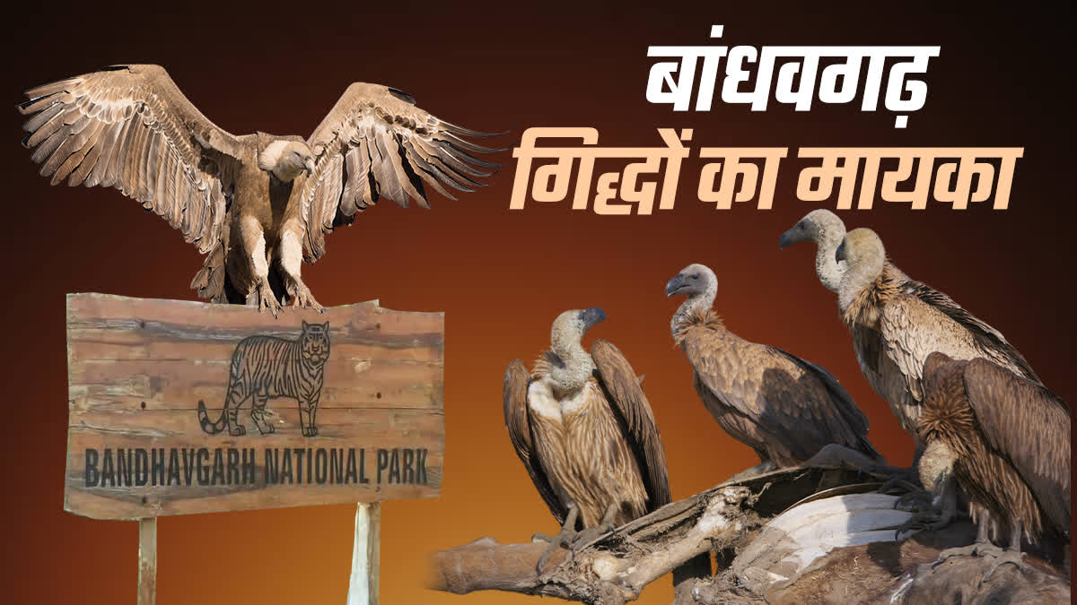 VULTURES HOME BANDHAVGARH